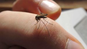 ONU: Casos de dengue en Venezuela aumentaron 93 % en 2022