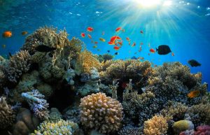 La agonía de La Gran Barrera de Coral