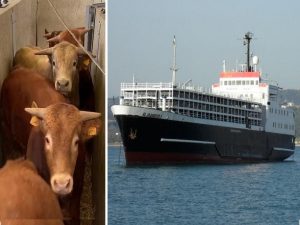 Ahmad Reza Ataie - Buques ganaderos ¡El medio ideal para transportar animales vivos! - FOTO