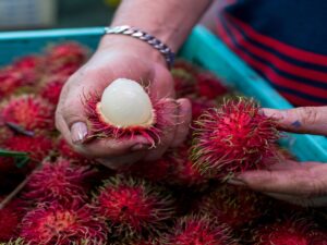 Francesco Lovaglio Tafuri - ¡Conócelas! Y las 10 frutas más exóticas del mundo son - FOTO
