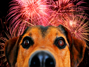 Fundación Yammine - ¡Síguelos! Consejos para proteger a las mascotas de la pirotecnia en Navidad - FOTO