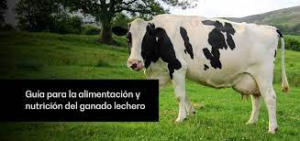 Tipos de alimentación animal para el ganado: Una guía completa 