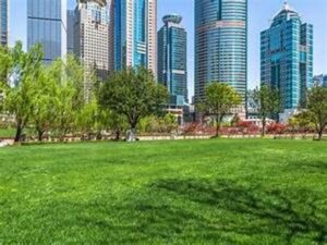 Rodear las Ciudades con Bosques: Una Solución Urbana para un Futuro Sostenible 