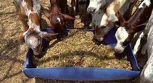 La importancia de la calidad del forraje en la alimentación del ganado