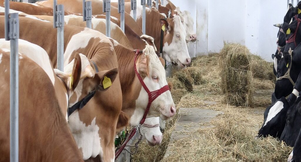 Treseus | Nutrición balanceada y sus beneficios en la producción ganadera: La clave para un ganado saludable y productivo 