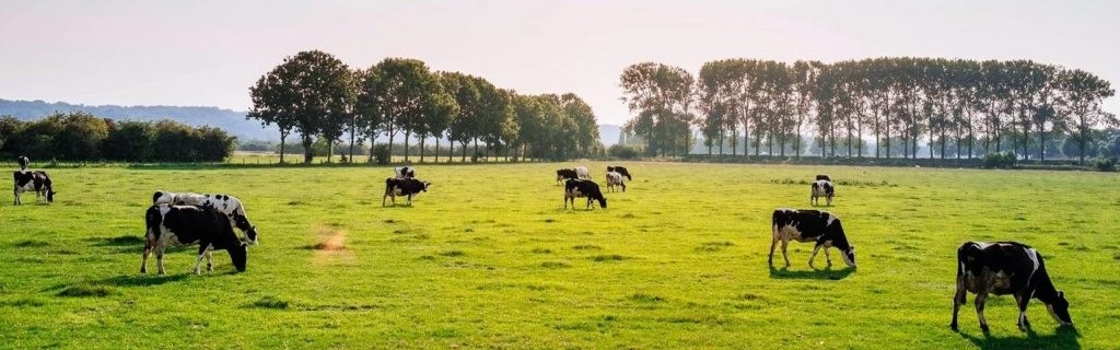  Treseus | Técnicas de Pastoreo y Manejo de Pastos: Claves para una Alimentación Óptima 