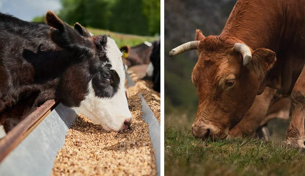 Principales Tipos de Alimentos y Forrajes para el Ganado: Una Guía para una Nutrición Equilibrada 