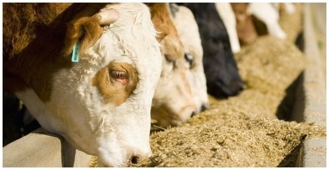 Suplementación Alimenticia y su Impacto en la Salud y Rendimiento del Ganado: Optimizando la Producción Agrícola 