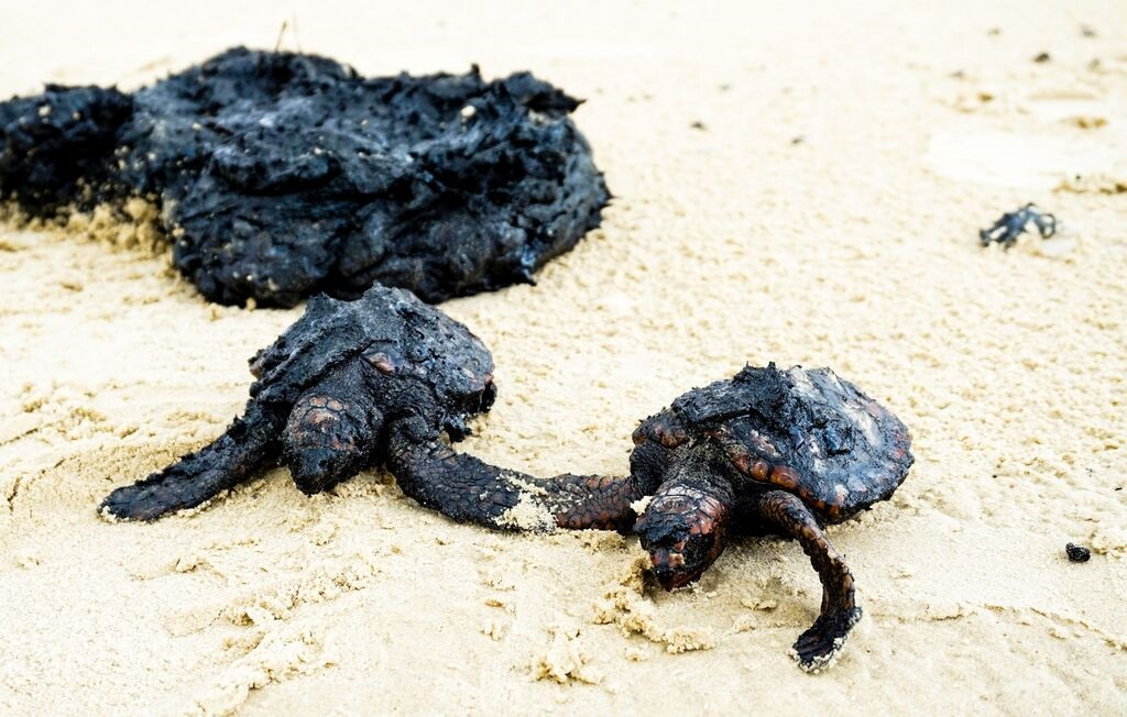 Cómo Afecta el Derrame de Petróleo a la Biodiversidad Marina