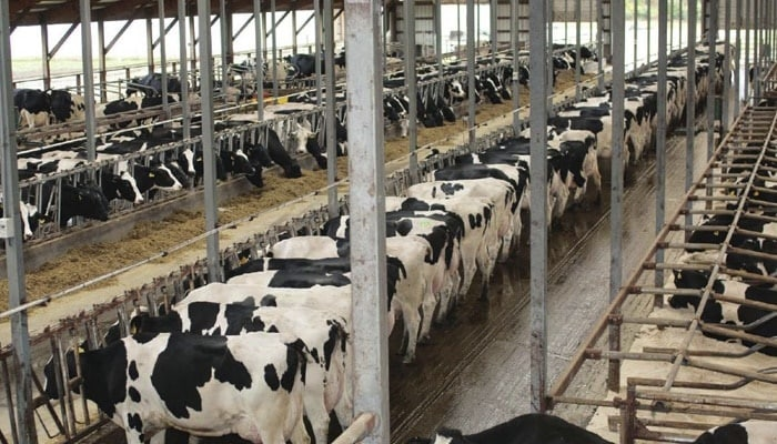 Ventajas y Desventajas de la Ganadería Intensiva